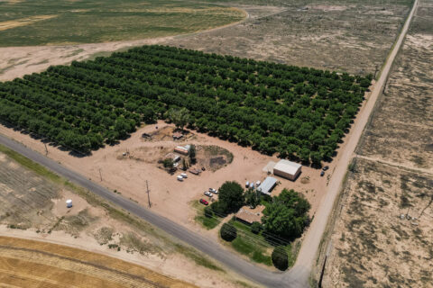 Pecan Orchard For Sale in Arizona