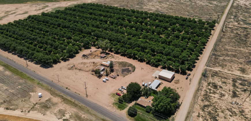 Pecan Orchard For Sale in Arizona