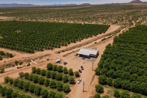Pecan Orchard For Sale in Arizona