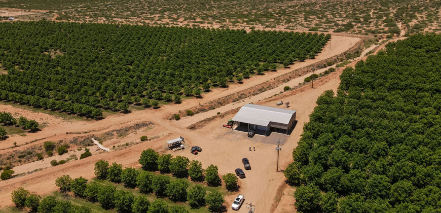 Pecan Orchard For Sale in Arizona