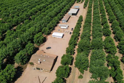 Pecan Orchard For Sale in Arizona
