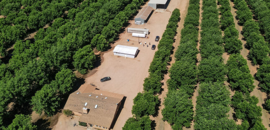Pecan Orchard For Sale in Arizona