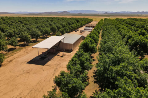 Pecan Orchard For Sale in Arizona