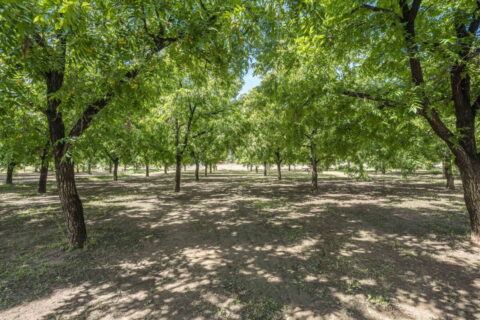 Ranch Home For Sale on 1.35 Acres In Las Cruces, NM