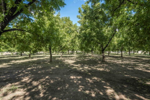 Ranch Home For Sale on 1.35 Acres In Las Cruces, NM