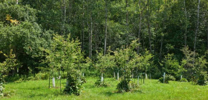 Rural Maine Homestead with 14 Acres