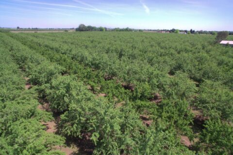 Solano County, Dixon, CA Acreage & Home for Sale