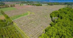 Michigan Land & Orchard For Sale w/ Winery or Cidery Potential – SOLD