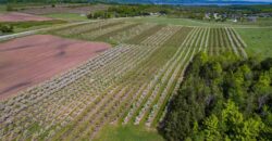 Michigan Land & Orchard For Sale w/ Winery or Cidery Potential – SOLD