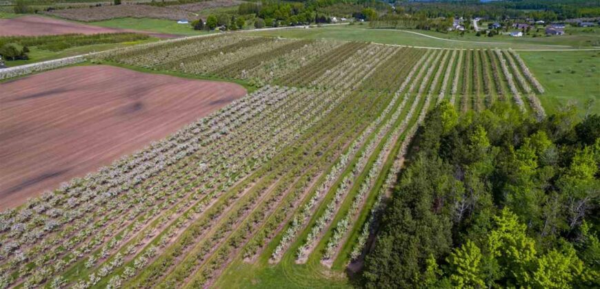 Michigan Land & Orchard For Sale w/ Winery or Cidery Potential – SOLD