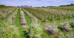 Michigan Land & Orchard For Sale w/ Winery or Cidery Potential – SOLD