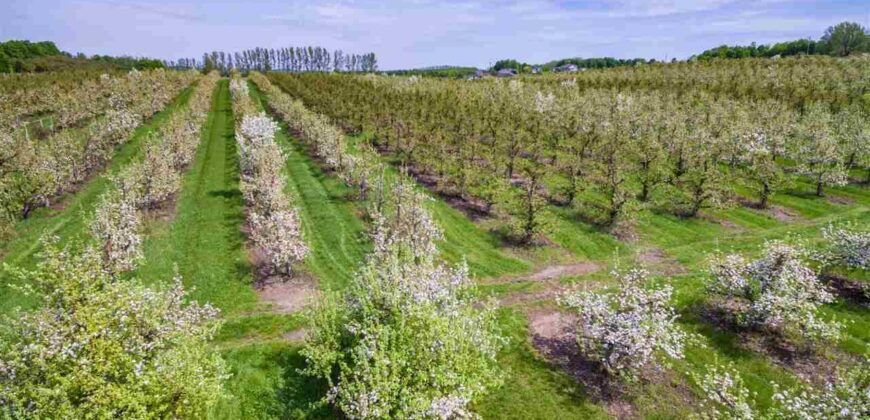 Michigan Land & Orchard For Sale w/ Winery or Cidery Potential – SOLD