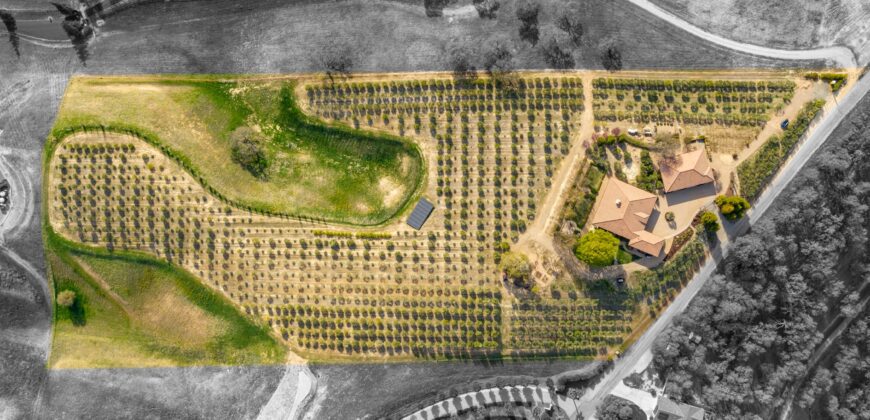 Paso Robles Luxury Home For Sale w/ Guest House & Olive Grove – SOLD