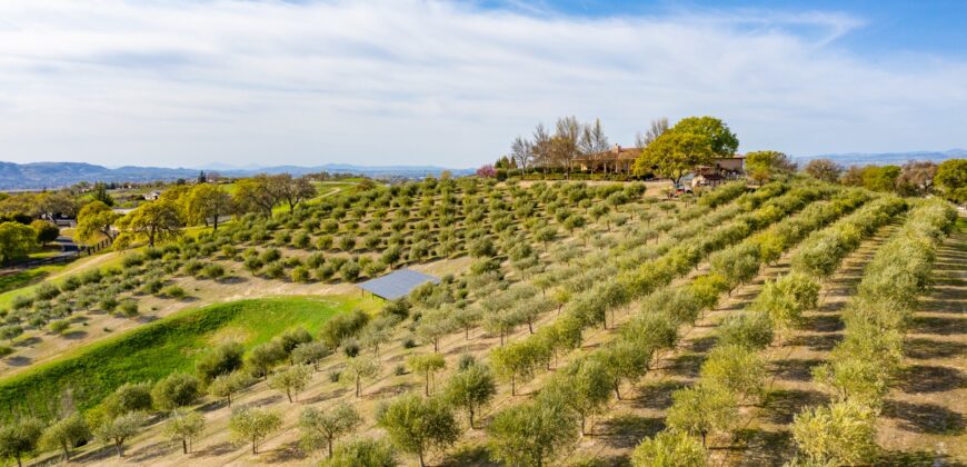 Paso Robles Luxury Home For Sale w/ Guest House & Olive Grove – SOLD
