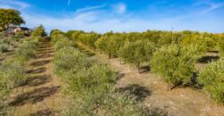 Paso Robles Luxury Home For Sale w/ Guest House & Olive Grove – SOLD