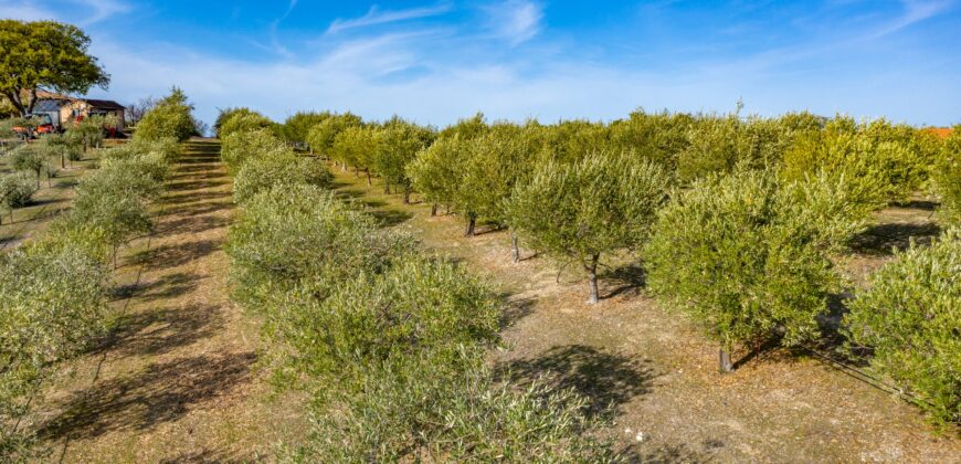 Paso Robles Luxury Home For Sale w/ Guest House & Olive Grove – SOLD