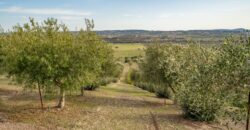 Paso Robles Luxury Home For Sale w/ Guest House & Olive Grove – SOLD