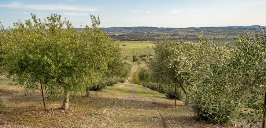 Paso Robles Luxury Home For Sale w/ Guest House & Olive Grove – SOLD