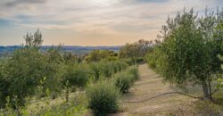 Paso Robles Luxury Home For Sale w/ Guest House & Olive Grove – SOLD