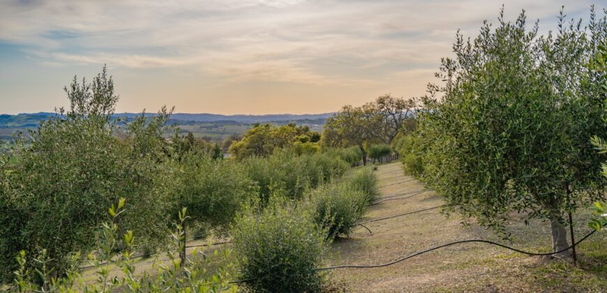 Paso Robles Luxury Home For Sale w/ Guest House & Olive Grove – SOLD