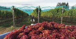 Vancouver Island Winery & Vineyard For Sale – SOLD