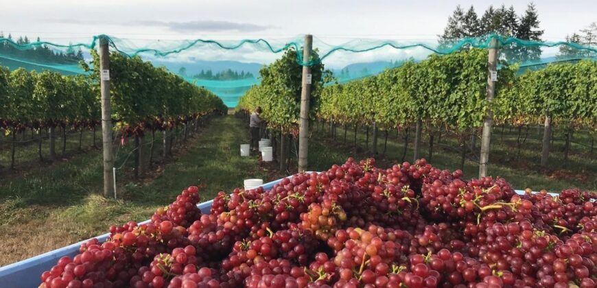Vancouver Island Winery & Vineyard For Sale – SOLD