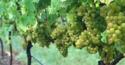 Vancouver Island Winery & Vineyard For Sale – SOLD