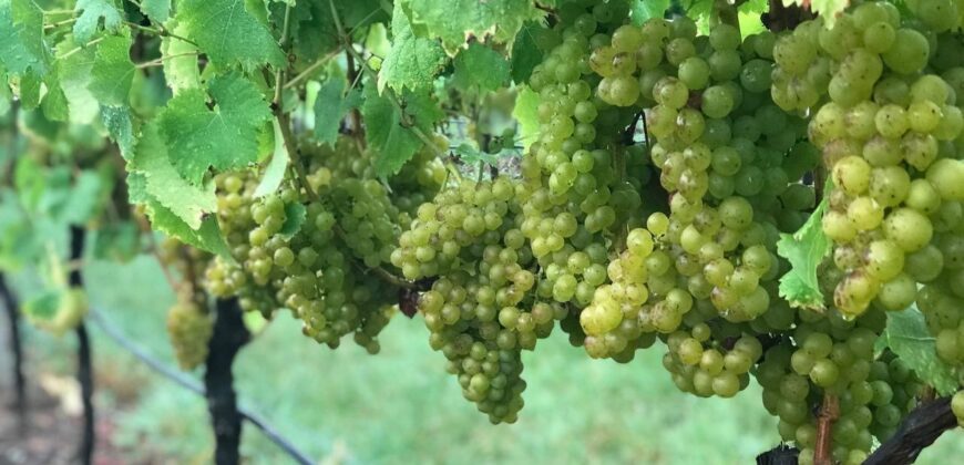 Vancouver Island Winery & Vineyard For Sale – SOLD