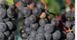Vancouver Island Winery & Vineyard For Sale – SOLD