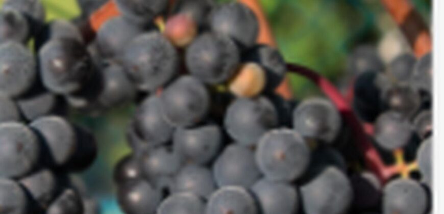 Vancouver Island Winery & Vineyard For Sale – SOLD