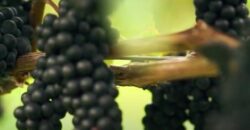 Vancouver Island Winery & Vineyard For Sale – SOLD