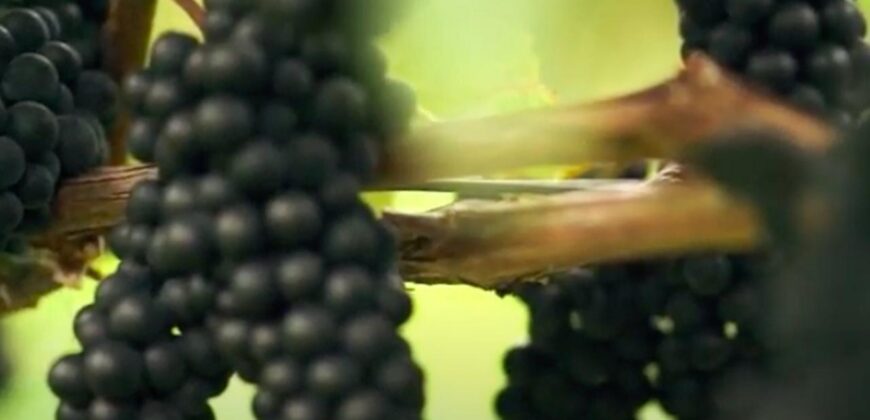 Vancouver Island Winery & Vineyard For Sale – SOLD