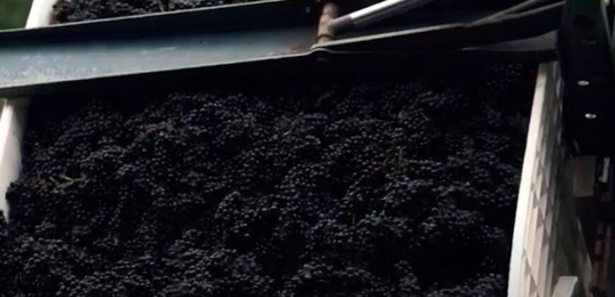 Vancouver Island Winery & Vineyard For Sale – SOLD