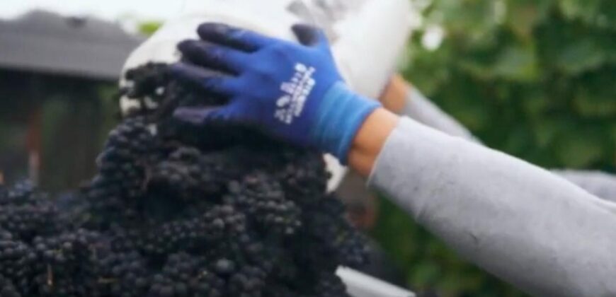 Vancouver Island Winery & Vineyard For Sale – SOLD