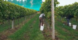 Vancouver Island Winery & Vineyard For Sale – SOLD
