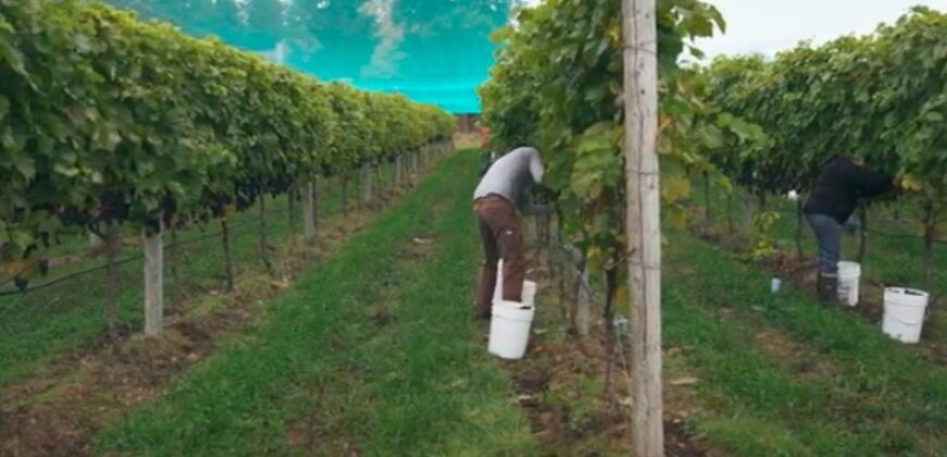 Vancouver Island Winery & Vineyard For Sale – SOLD