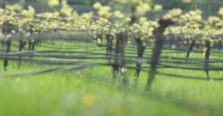 Vancouver Island Winery & Vineyard For Sale – SOLD