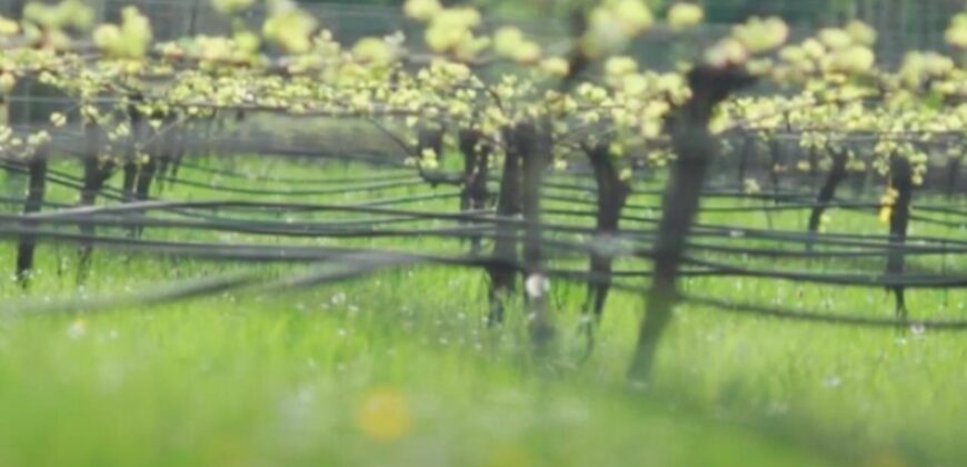 Vancouver Island Winery & Vineyard For Sale – SOLD