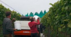 Vancouver Island Winery & Vineyard For Sale – SOLD