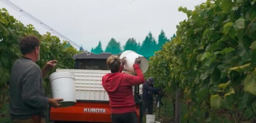 Vancouver Island Winery & Vineyard For Sale – SOLD