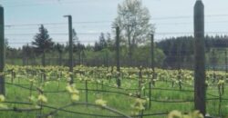 Vancouver Island Winery & Vineyard For Sale – SOLD