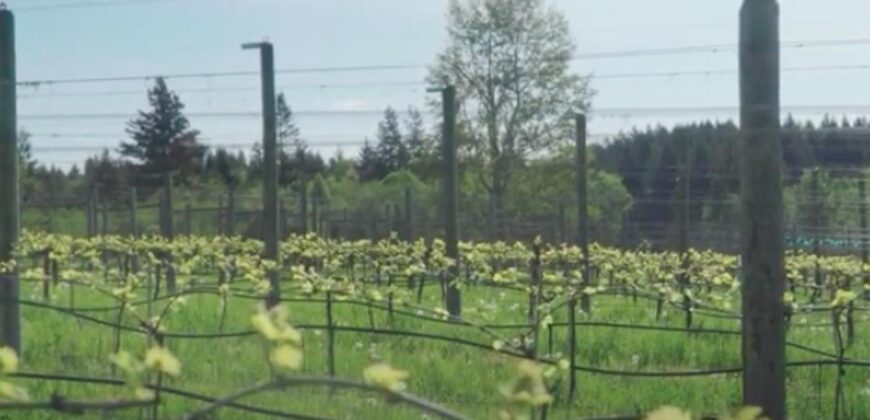 Vancouver Island Winery & Vineyard For Sale – SOLD