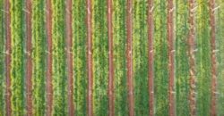 Vancouver Island Winery & Vineyard For Sale – SOLD
