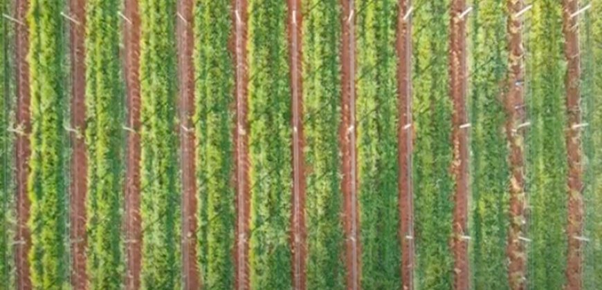 Vancouver Island Winery & Vineyard For Sale – SOLD