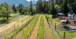 Luxury Wine Country Home For Sale w/ Boutique Vineyard