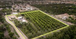 Custom-Built Adobe Home and Pecan Orchard on 6 Acres in Las Cruces, New Mexico