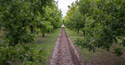 Custom-Built Adobe Home and Pecan Orchard on 6 Acres in Las Cruces, New Mexico