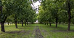 Custom-Built Adobe Home and Pecan Orchard on 6 Acres in Las Cruces, New Mexico