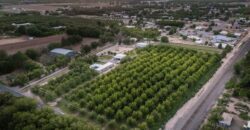 Custom-Built Adobe Home and Pecan Orchard on 6 Acres in Las Cruces, New Mexico