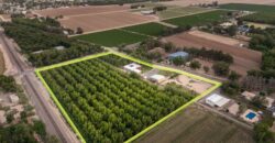 Custom-Built Adobe Home and Pecan Orchard on 6 Acres in Las Cruces, New Mexico